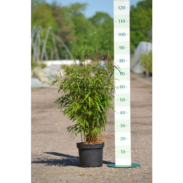 Gartenbambus scabrida Fargesia »Asian Wonder«