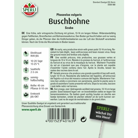 Buschbohne »Scuba«, frühe, fadenlose Sorte, sehr ertragreich