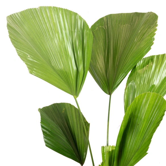 Vanuatu-Strahlenpalme, Licuala Grandis