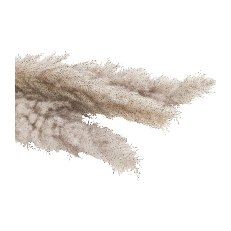 Pampasgras - 100 cm - set van 3