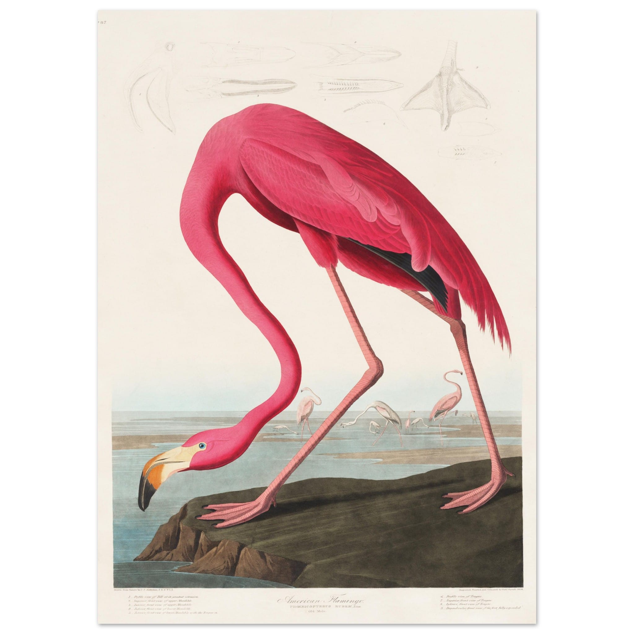 Artfulprints Poster American flamingo  - 50x70 cm - Roze