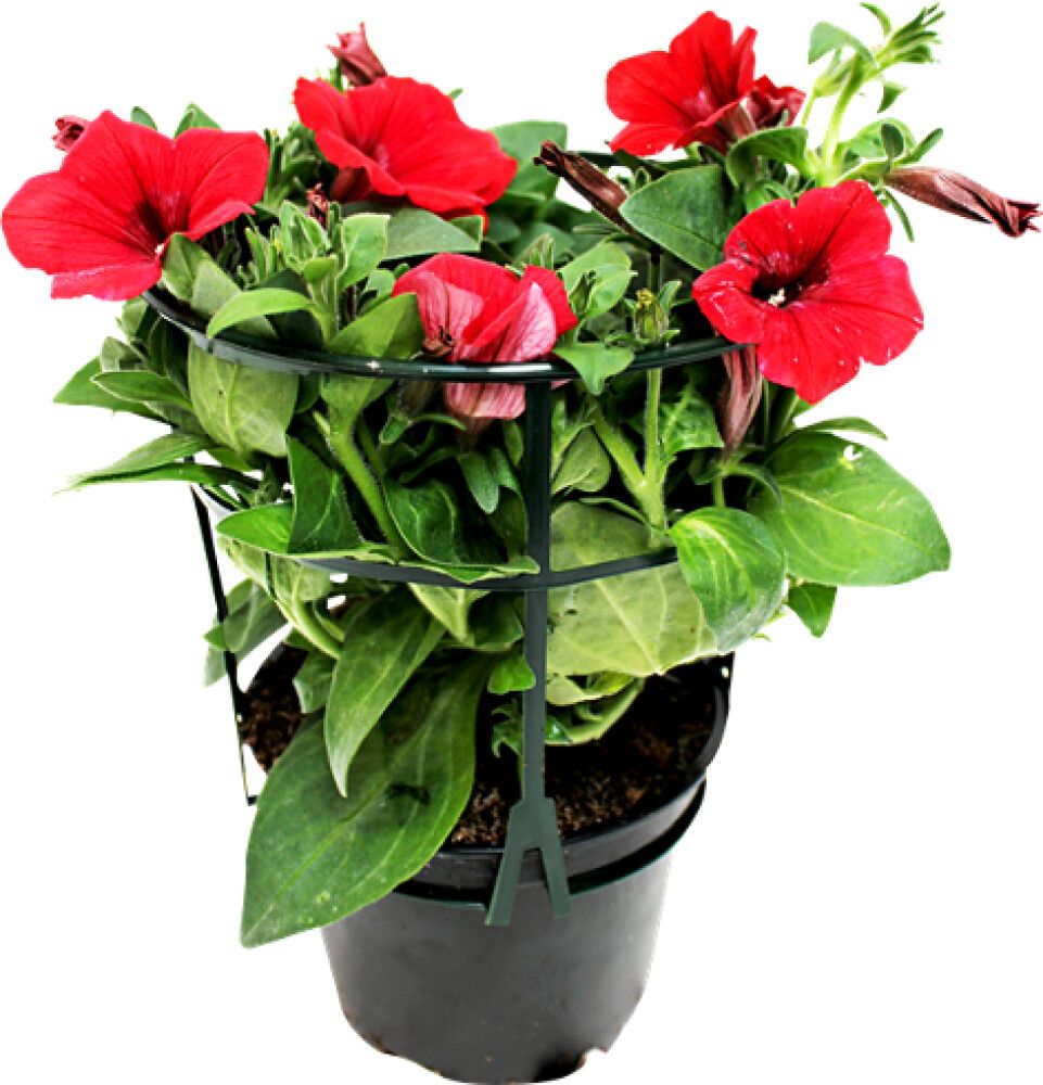 PETUNIA STORBLM. ULIKE FARGER 12CM