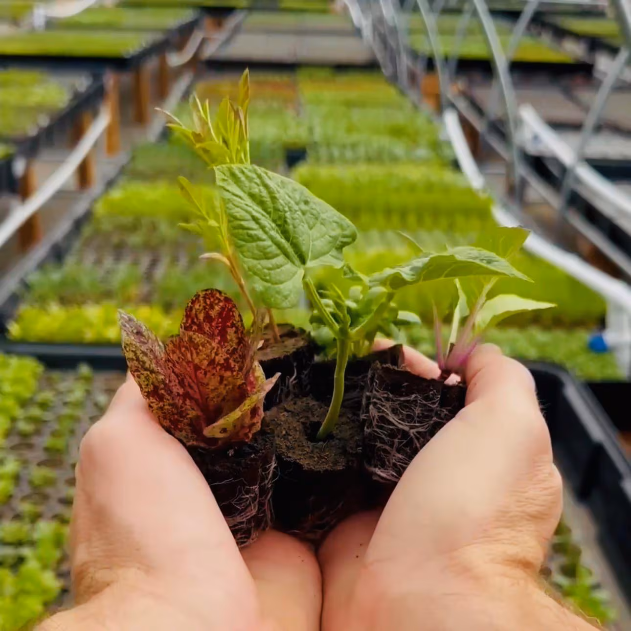 Herb Bundle: Ready-to-plant seedlings, Starts, Plugs, Garden ready, Live plants, Transplants, Pre-sprouted, For soil & hydroponic gardens