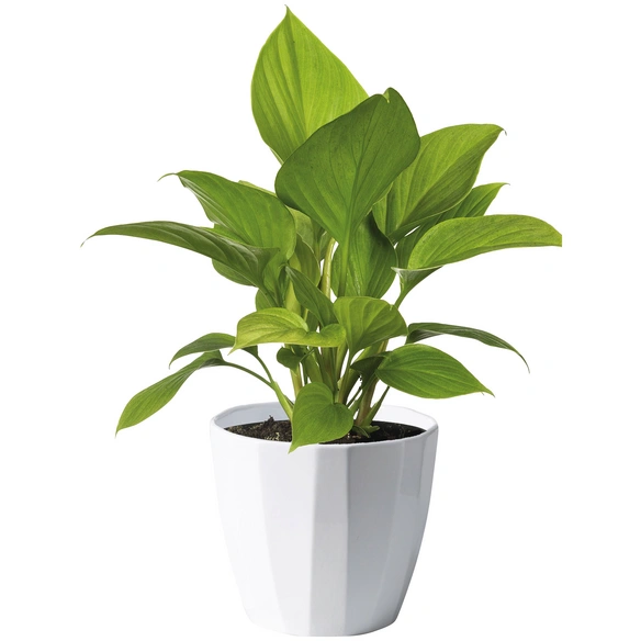 Übertopf »ELEGANCE«, Breite: 18,2 cm, weiß, Keramik