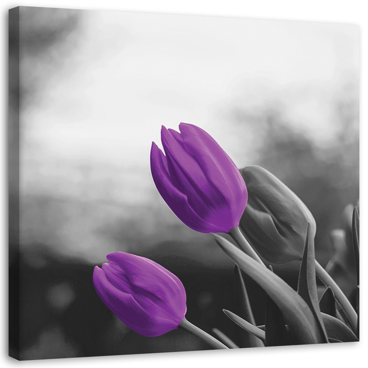 Feeby Obraz Fioletowe tulipany kwiaty natura 30x30