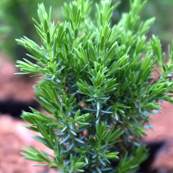 Pflanze, »Botanico«, Ø 3,7 cm, 1 Stück