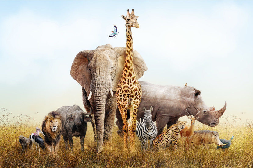 Fototapeta Zwierzęta Zoo SAFARI Afryka 3D 90x60cm