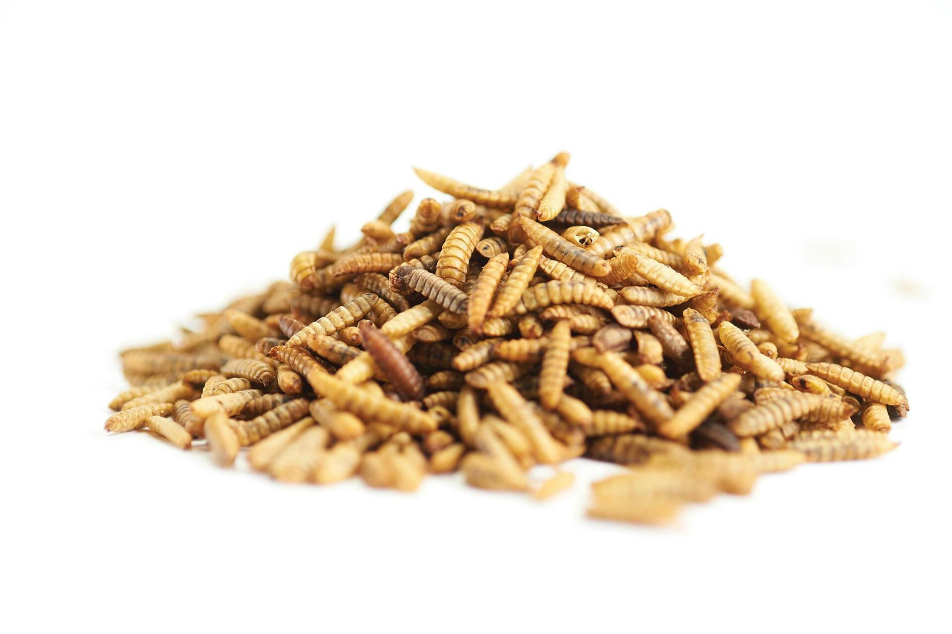 Armstrong Bird Grubs, 500-g
