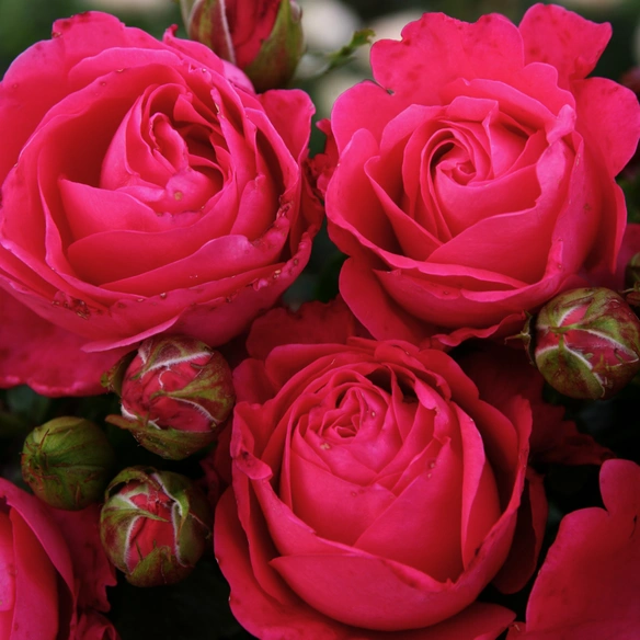 Edelrose , Rosa »Cherry Lady®«, Blüte: rosarot, gefüllt