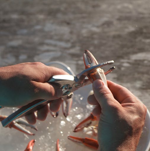 Toadfish Outfitters Stainless Steel Crab Cutter Tool - Evenly Cuts Crab Claws