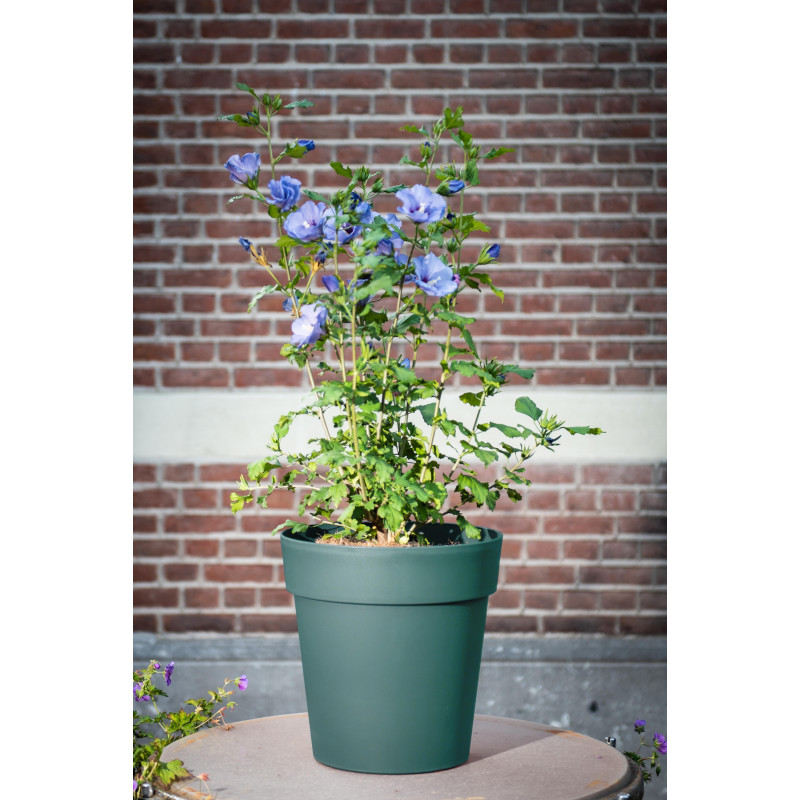 Pot de fleurs Safari Star Ø 26 cm