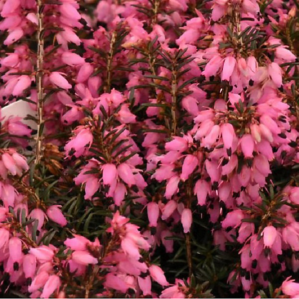 2 x Bruyère des neiges Rouge - Erica carnea- 12-15 cm pot