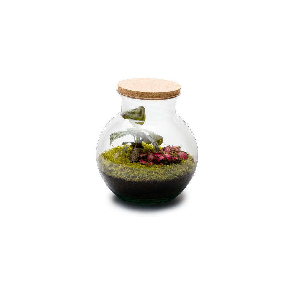 TERRA KIT - Kit terrarium plantes havana s (20 x 19 cm)