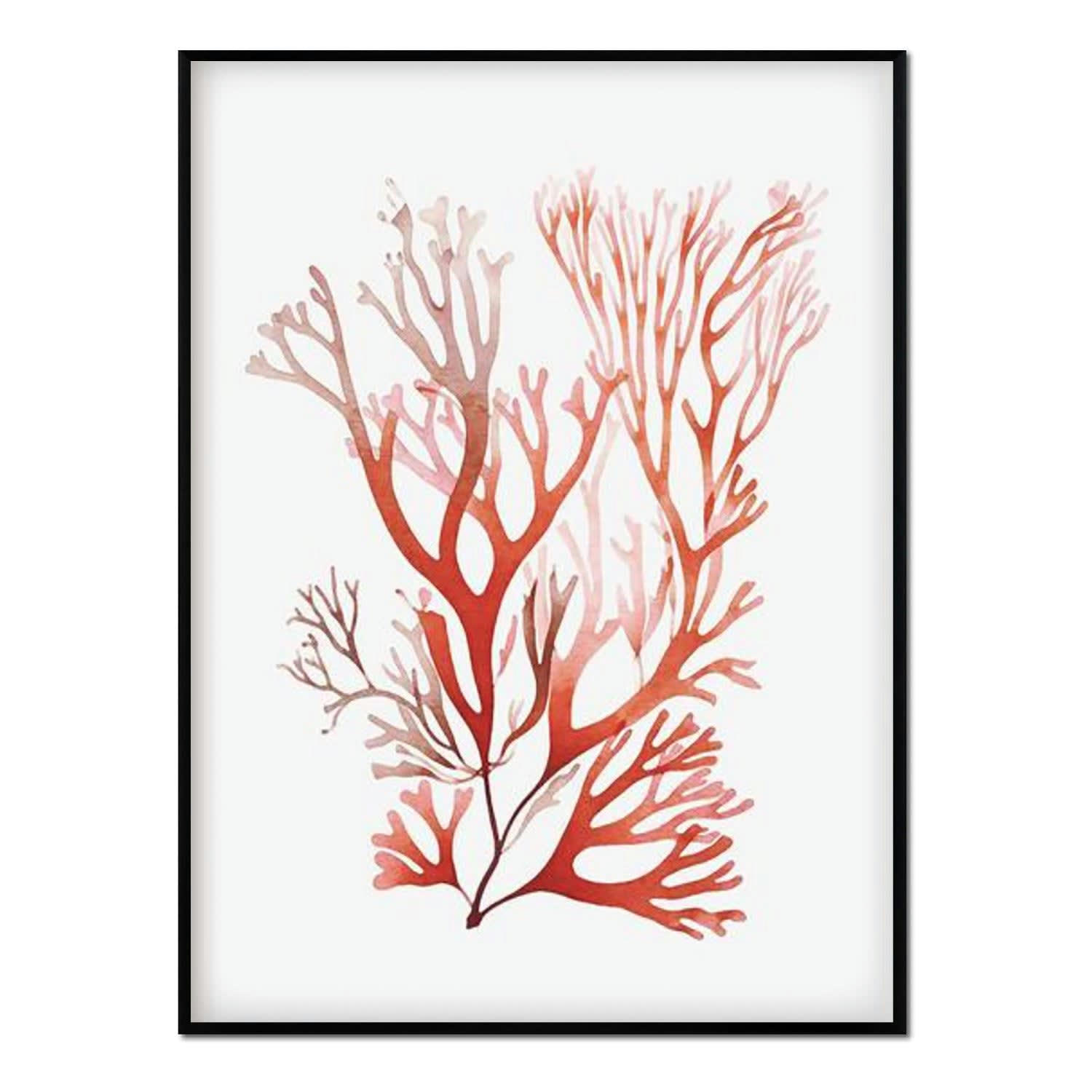 CORAL - Affiche avec cadre noir - Corail - 30x40