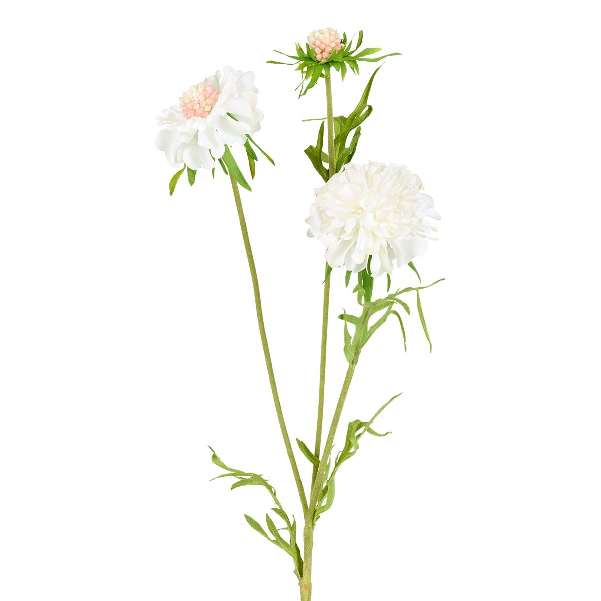- Scabiosa fleurie