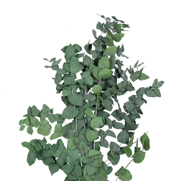 Trockenblumen, Bund Eucalyptus, grün Eucalyptus Stuartiana konserviert, 70 cm