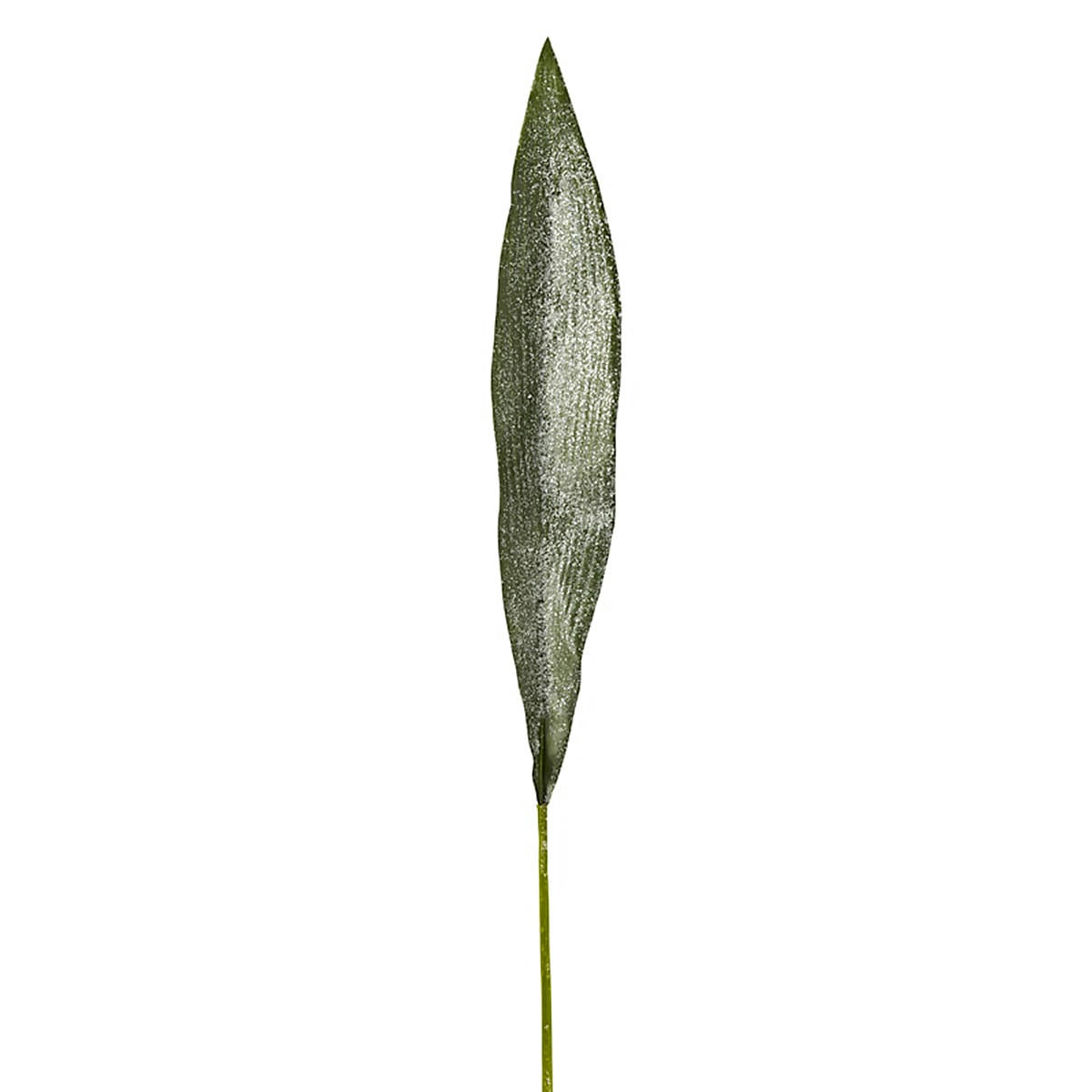 - Feuille d’aspidistra givrée