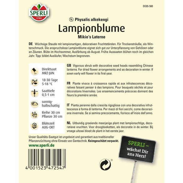 Lampionblume »Mikie's Laterne«, mehrjährig, ideal für Trockensträuße, Höhe 70-100 cm