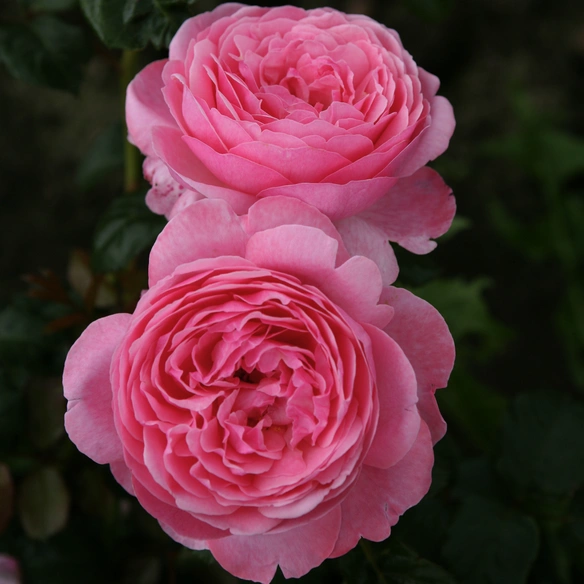 Strauchrose, Rosa »Flora Colonia/Kölner Flora®«, Blüte: rosa, gefüllt