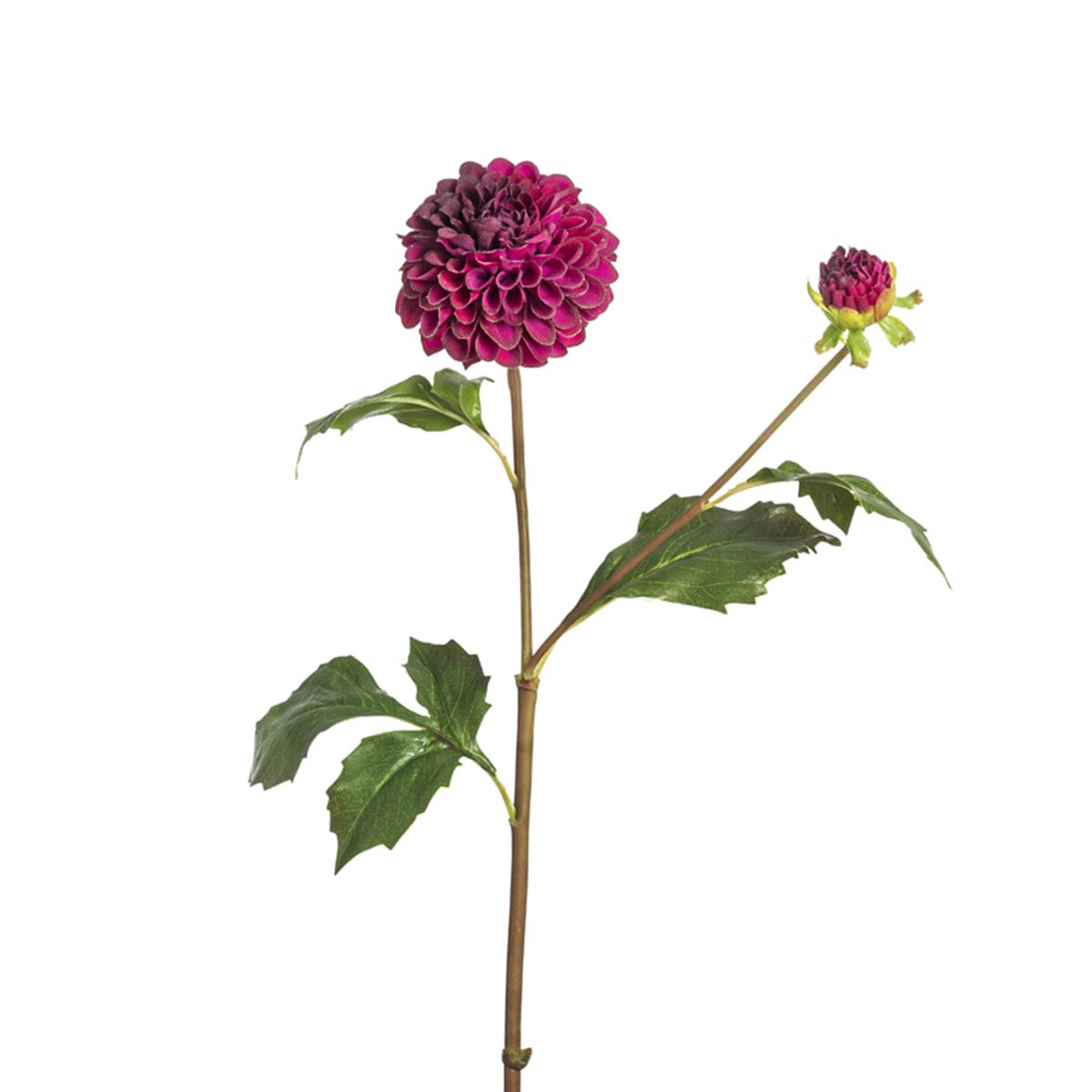 CANDICE - Dahlia Candice