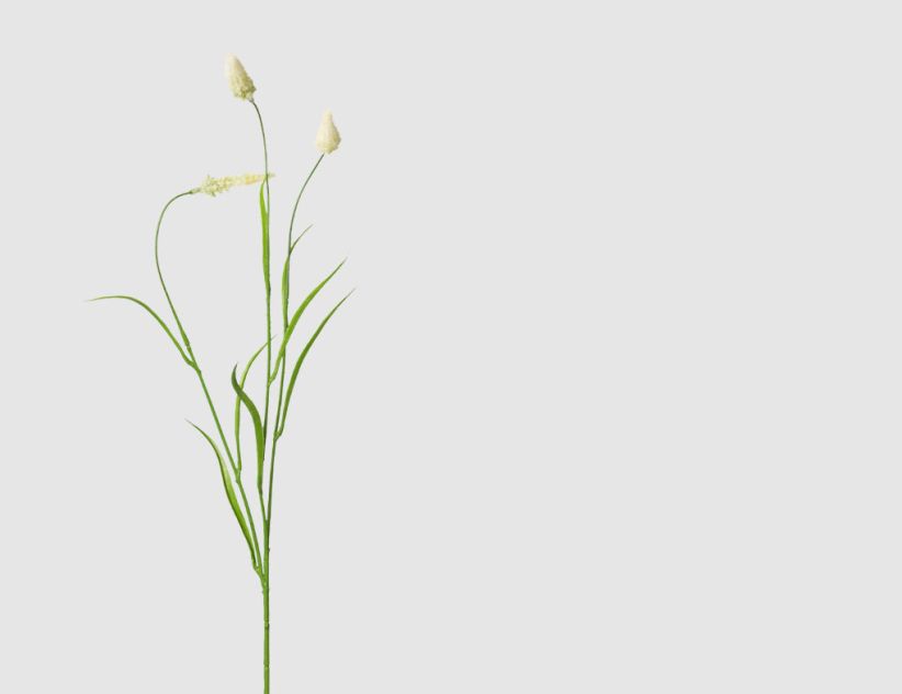 Einzelrispe Wiesengras Creme