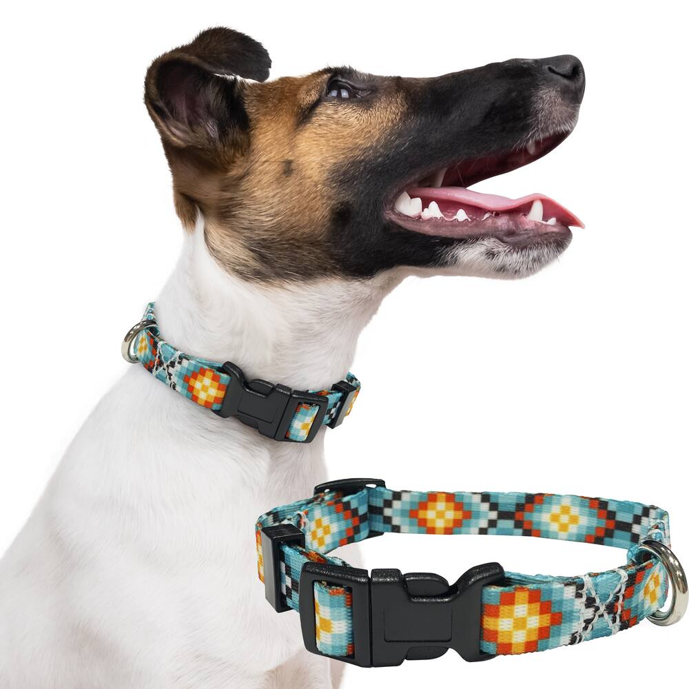 Perri's Cat/Dog Collar, Blue/Orange