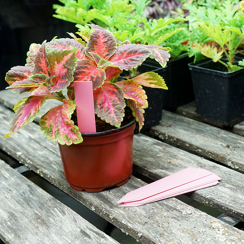Plantetiketter 20-pack, rosa