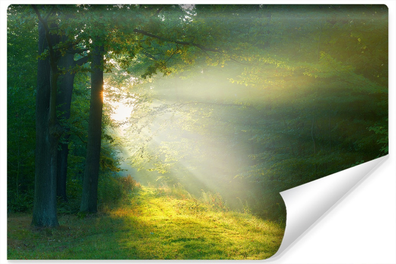 Fototapeta Leśna POLANA Promienie Słońca 90x60cm