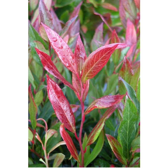 Traubenmyrte, Leucothoe walteri »Scarletta«, Blätter: grün, Blüten: creme