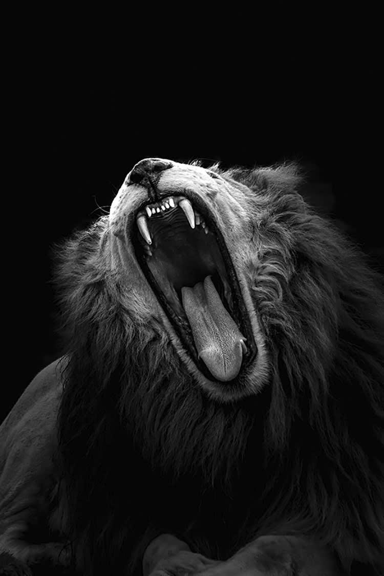 LA VIE DIFFICILE D'UN LION - Photographie d'art de Guillaume Mordacq  40x60 cm sur plexi