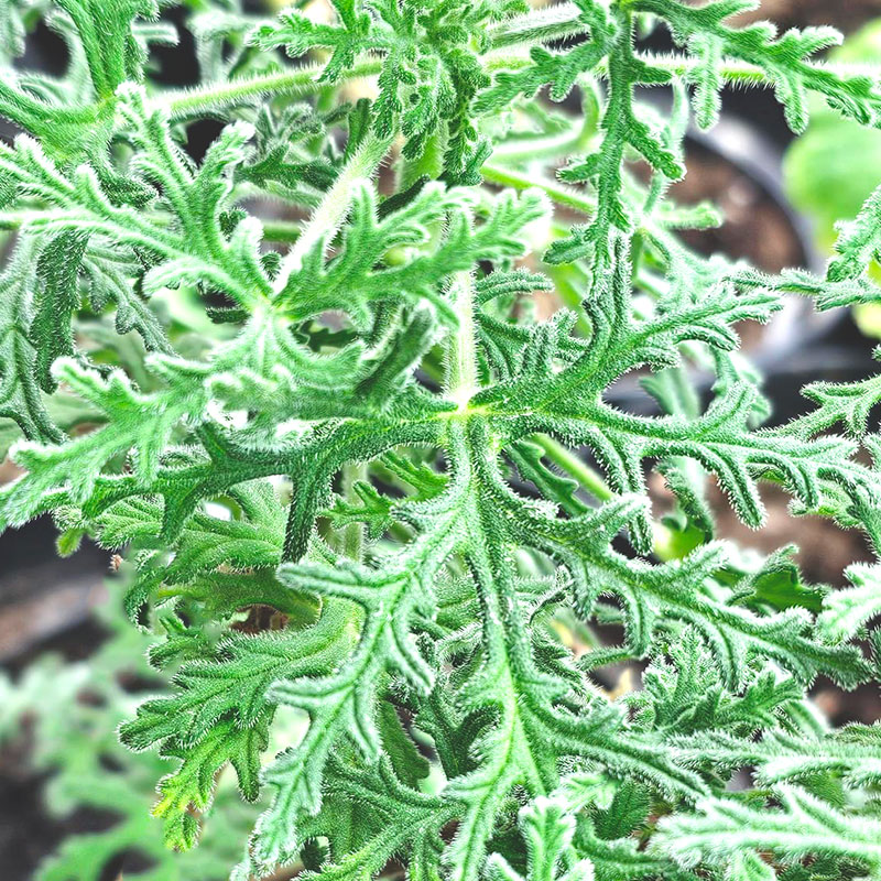 Doftpelargon 'Pungent Peppermint'