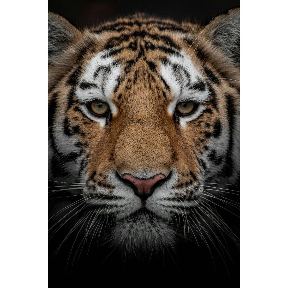 ANIMAUX - Tableau sur verre portrait d'un tigre 45x65 cm