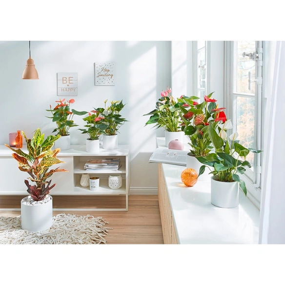 Große Flamingoblume Anthurium andraeanum 4 – 6 Blüten weiß Ø 12 cm