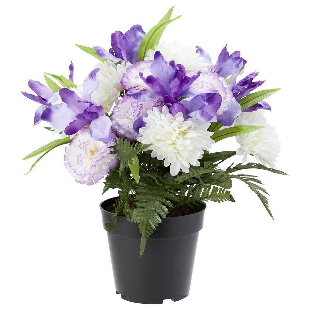 Pot chrysanthème oeillet iris H38 cm violet