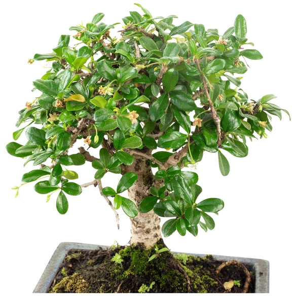Fukientee, Bonsai Carmona microphylla, im Kunststoff-Kulturtopf