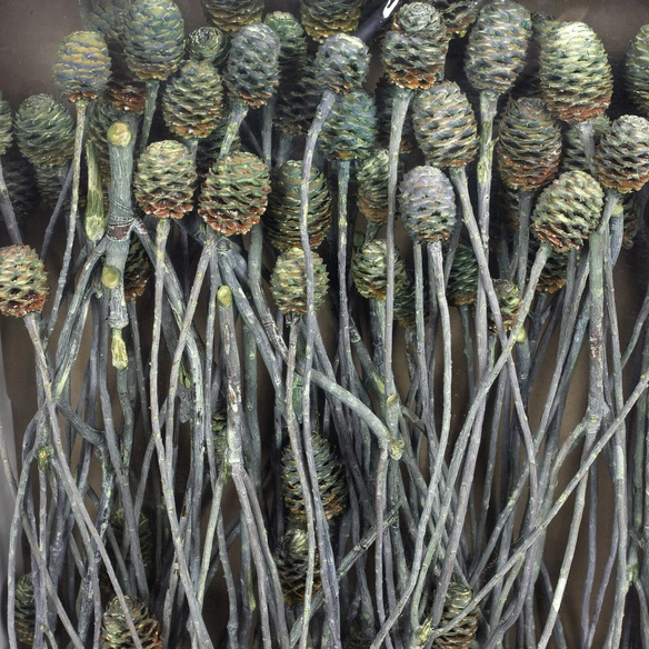 Trockenblumen