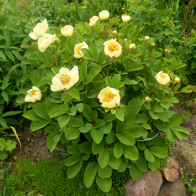 Svavelpion, Paeonia mlokosewitschii