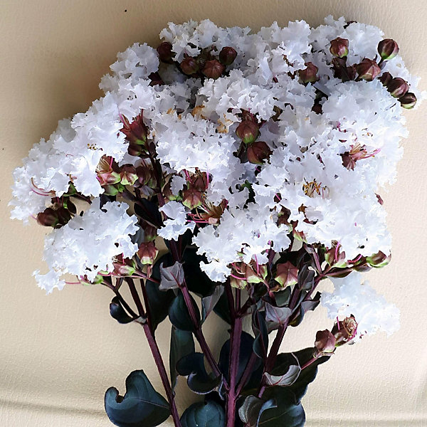 Arbres et plantes - LAGERSTROEMIACoconut sorbet C3L - 150cm - Rose pâle et blanc - Extérieur