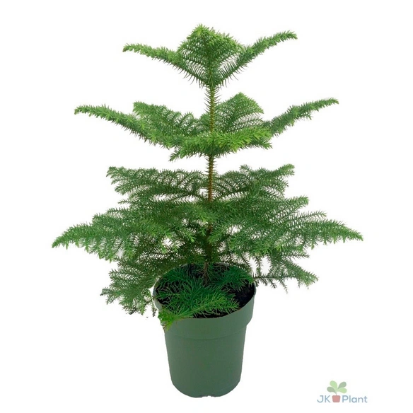 Grünpflanze, Araucaria heterophylla, T 21