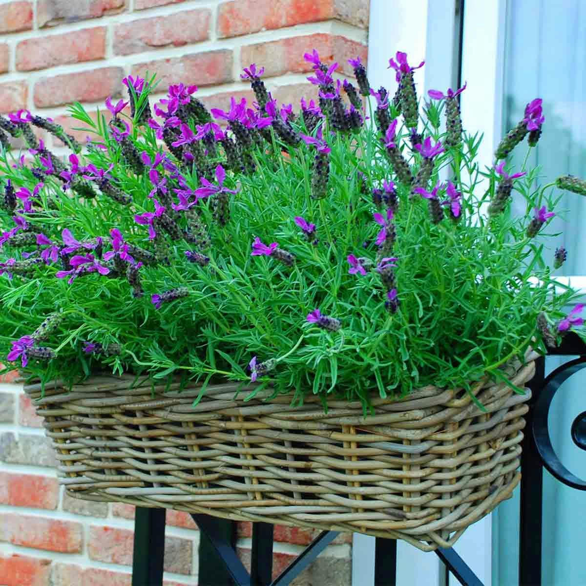 - Jardinière en rotin