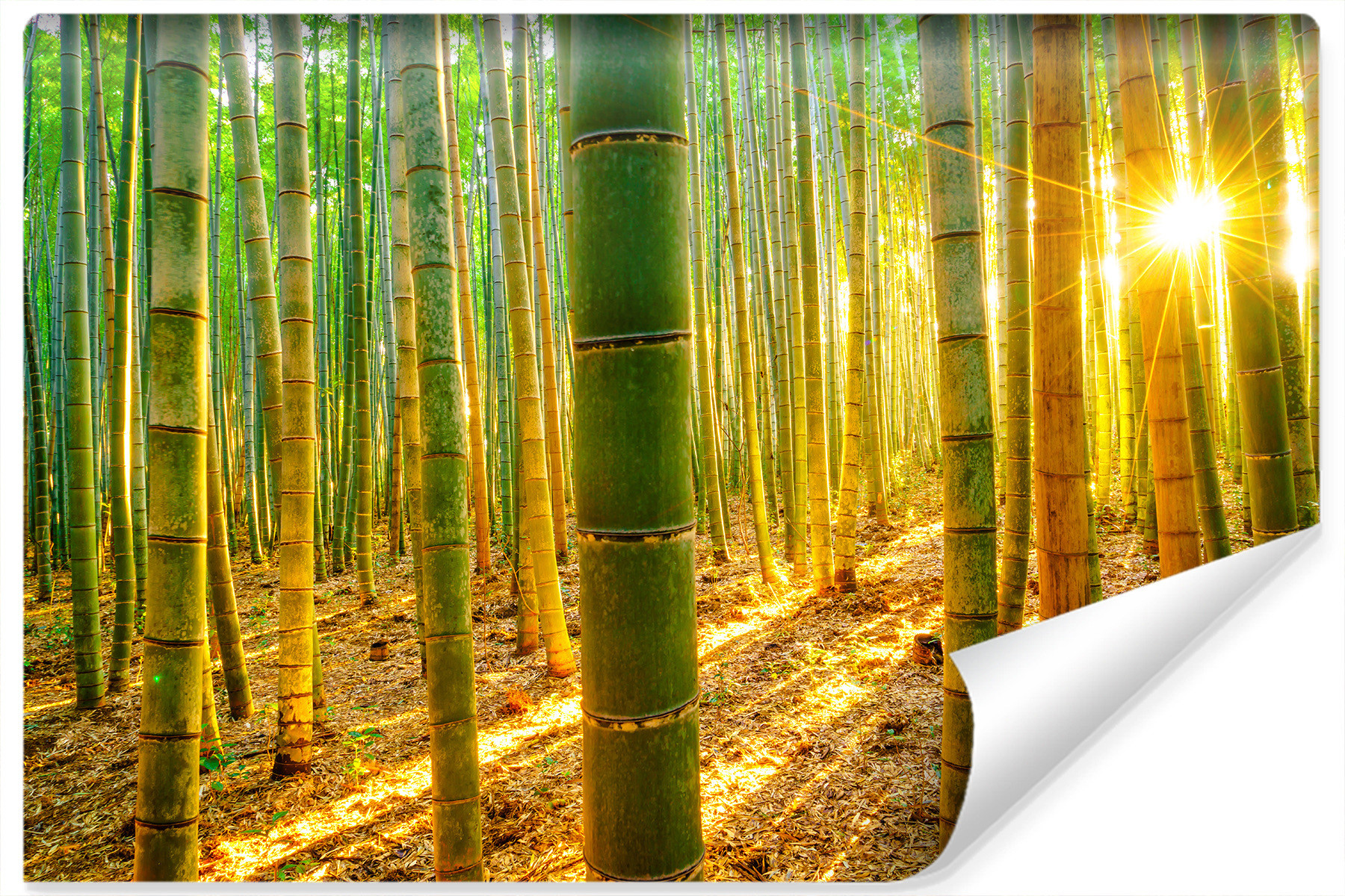 Fototapeta Wschód SŁOŃCA Las Bambusowy 90x60cm