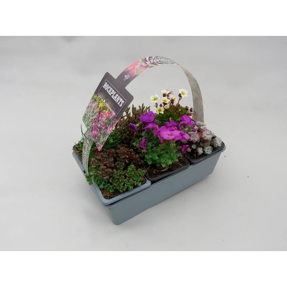 Steingartenblumen, breites Sortenspektrum, 6er-Pack