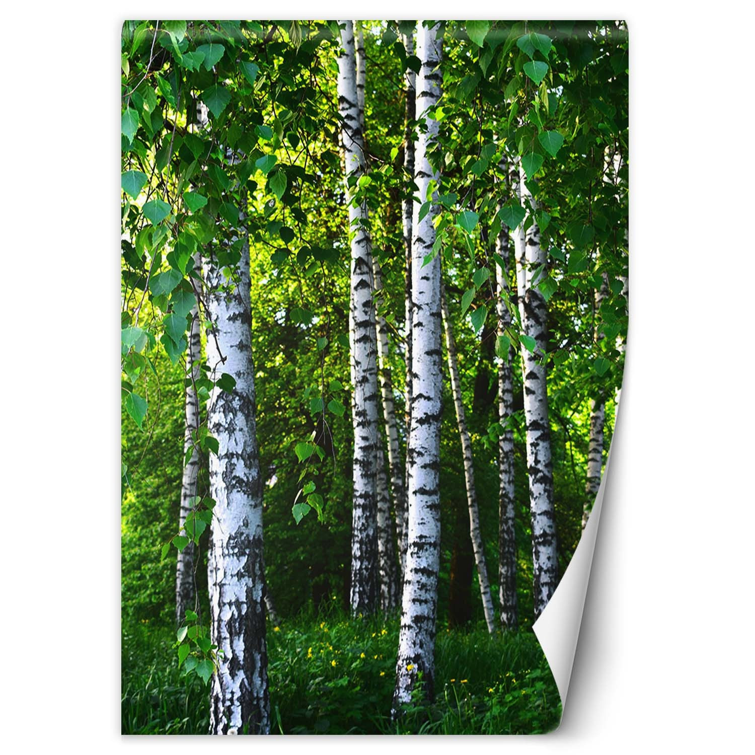 Feeby Fototapeta, Brzozowy las 100x140