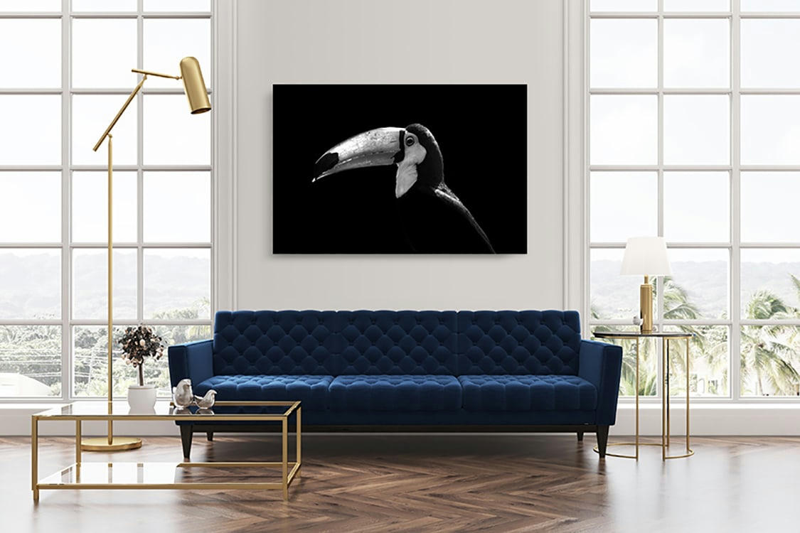 SOURIRE DU TOUCAN TOCO - Photographie d'art de Guillaume Mordacq  40x60 cm sur plexi