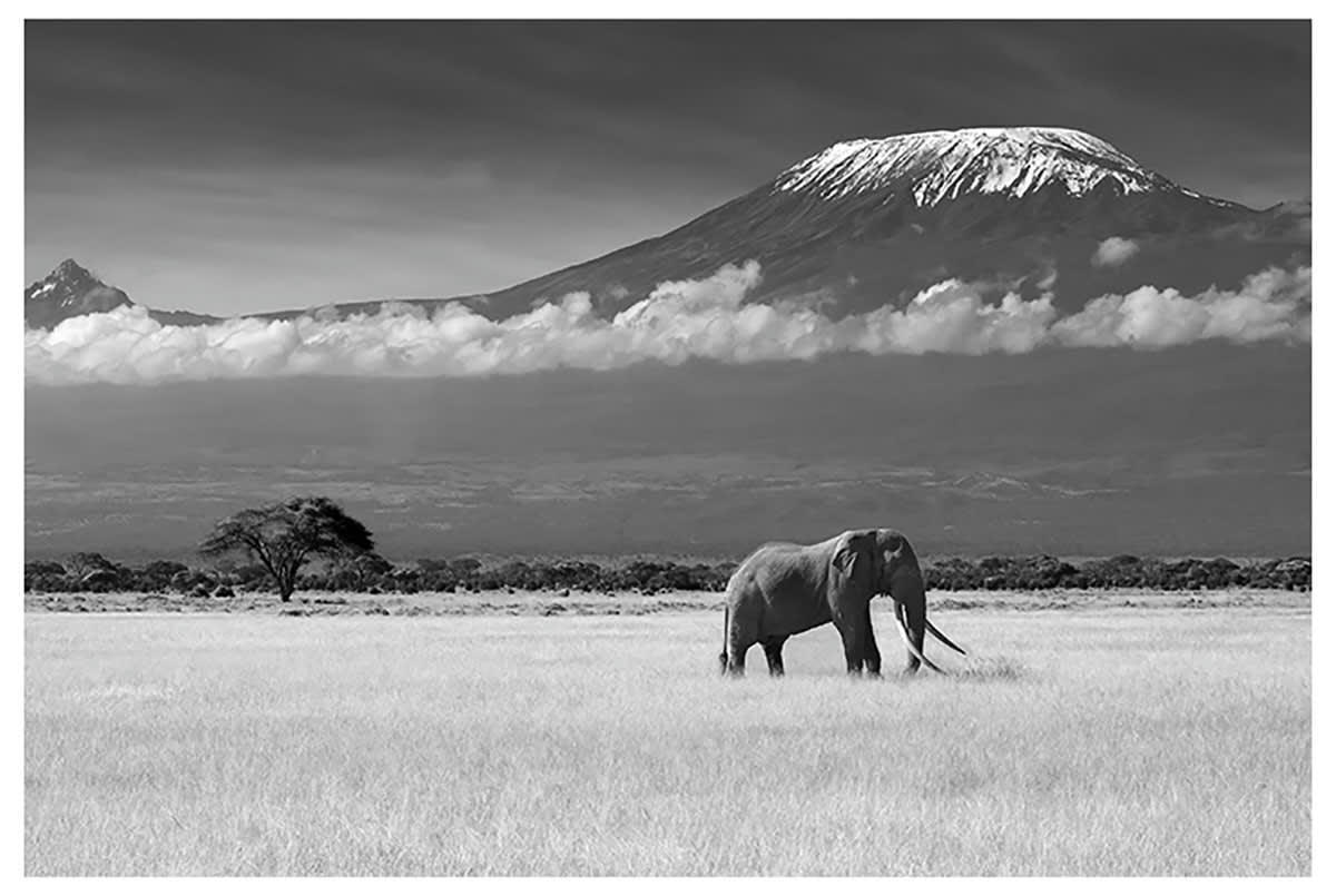 - Affiche éléphant et kilimanjaro sans cadre 90x60cm