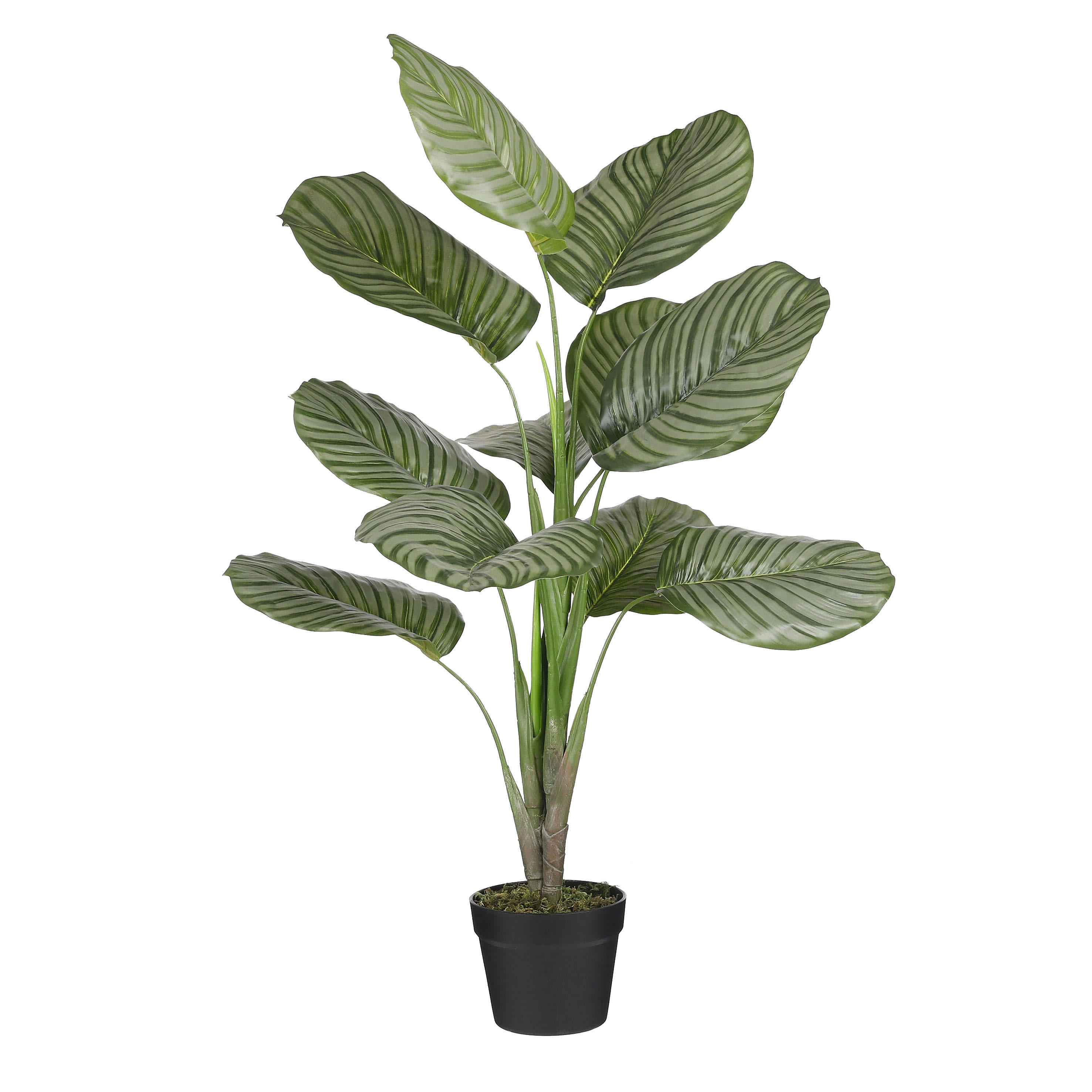 - Calathea orbifolia artificielle en pot H90