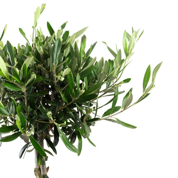 Olivenbaum Europaea Olea