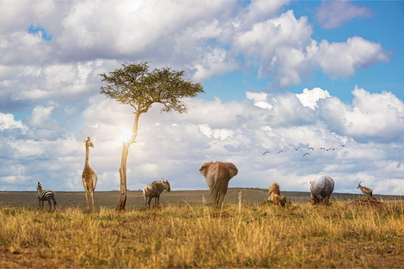 Fototapeta ZWIERZĘTA Safari Słońce Natura 90x60cm