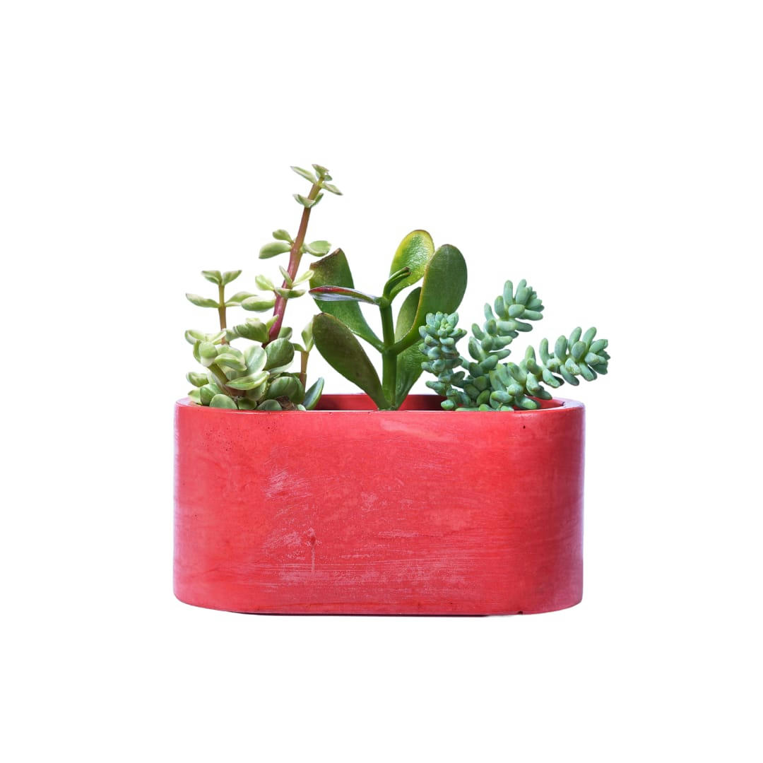 MINI JARDI UNI - Mini jardinière en béton rouge