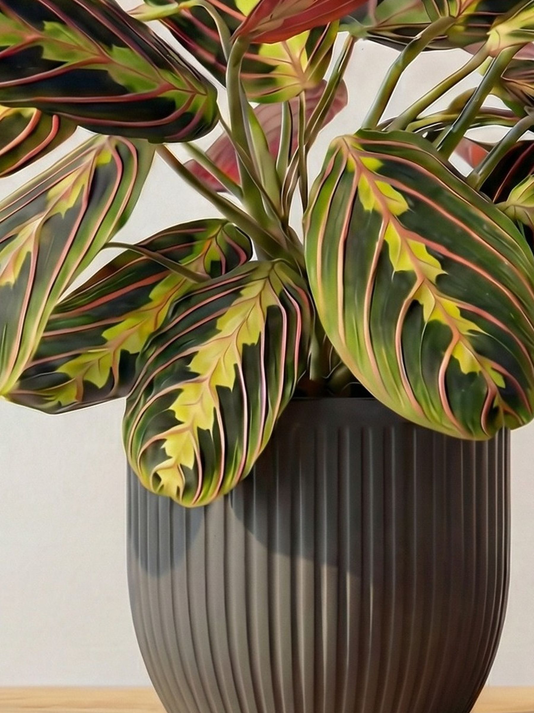 Beards & Daisies Grey Real Prayer Plant in Ribbed Pot